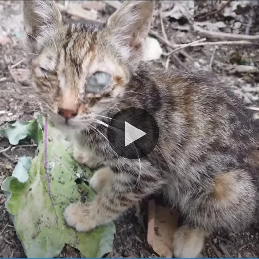 A stray kitten with severe eye inflammation was lucky to be discovere
