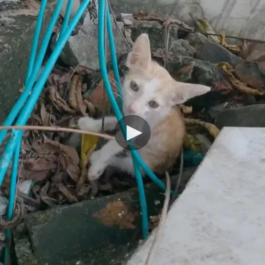 Admirable Resilience and Tenacity: The Struggle for Survival of an Abandoned Kitten