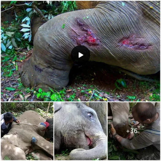 Rescuing an Injured Elephant with Deep Leg Wound: A Heroic Effort Amidst Agonizing Pain (VIDEO)