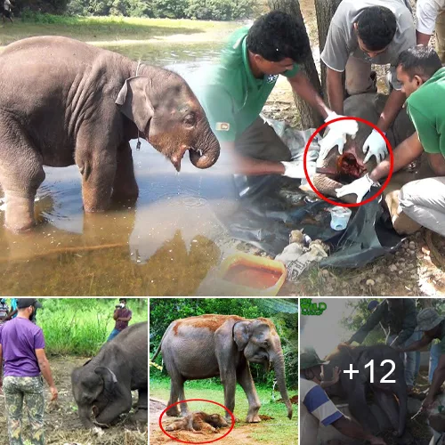 Mission Elephant: Rescuing a Critical Baby Elephant with the Help of a Dedicated Medical Team