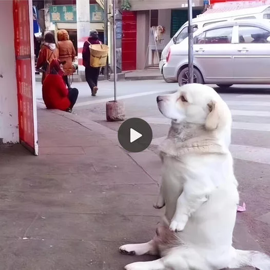 The Heartbreaking Plea of a Pitiful Dog Sitting Outside a Store, Melted the Hearts of Millions