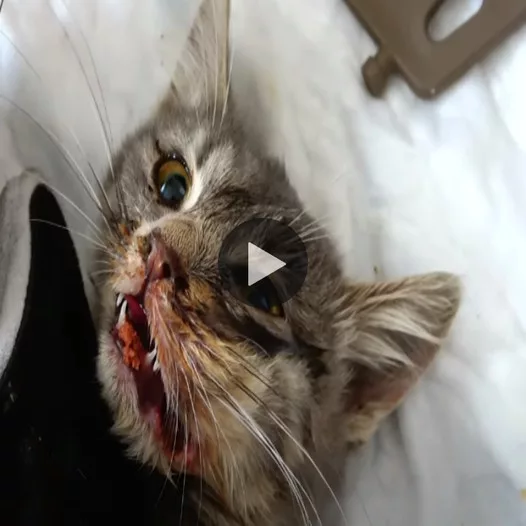Saving a Sick Kitten: Tips to Help it Survive its Last Breath.