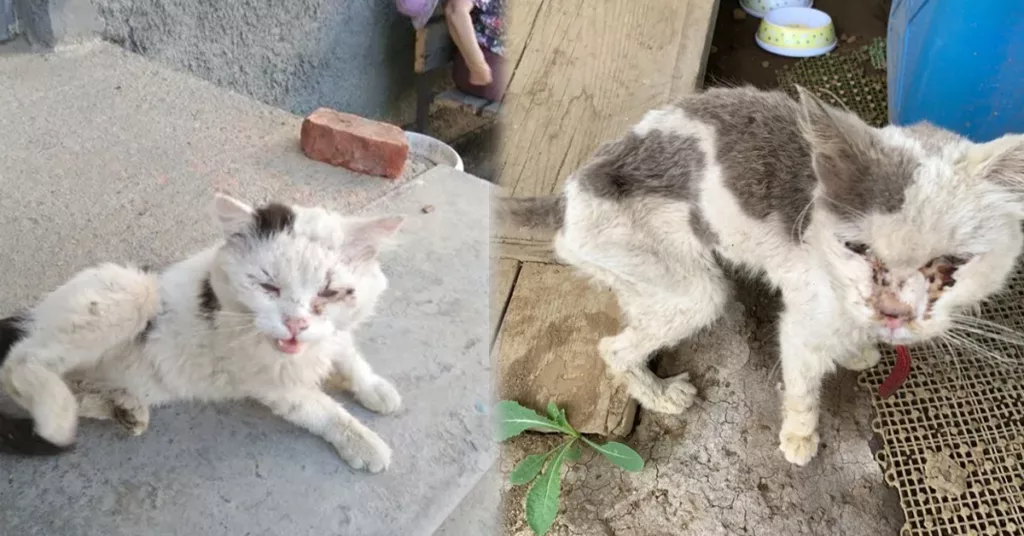 Cry for Help: The Desperate Struggle of an Abandoned Cat