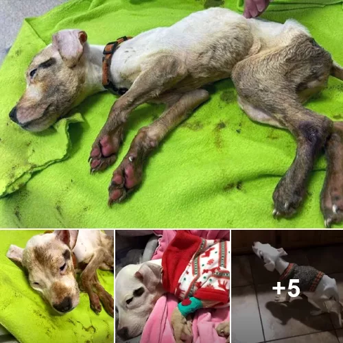 Rebirth from Desolation: The Rescued Dog’s Cry for Help, Nurtured into a New Beginning