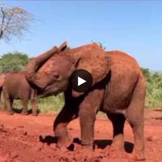 From Orphaned to Flourishing: Tales of Rescued Elephants at the Sheldrick Wildlife Trust Nursery