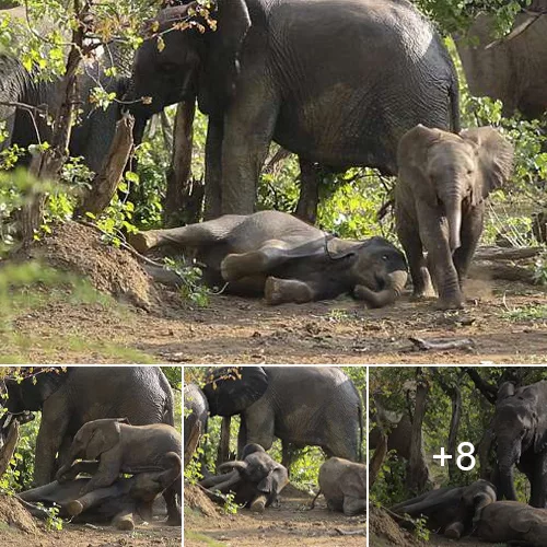 Mother Elephant Skillfully Uses Trunk to Break Up Play Fight Amongst Calves