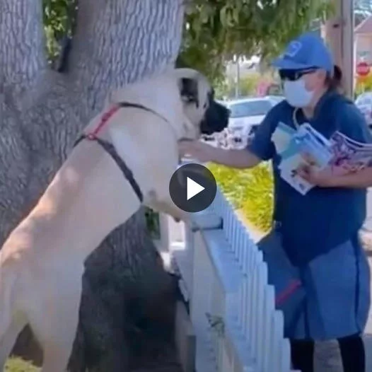 Eternal Friendship: 165-Pound Dog Waits for Daily Hugs from Beloved Mail Carrier, Melting Hearts Everywhere