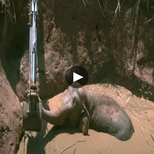 A Remarkable Rescue: A Young Elephant Trapped and Liberated from a Pith