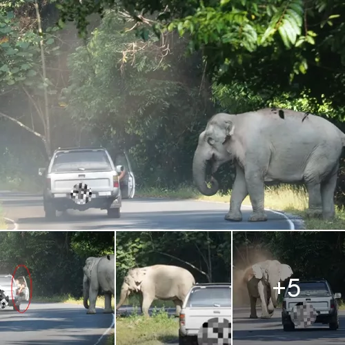 Man Fined 5,000 Baht for Daring Encounter with Wild Elephant near Khao Yai National Park