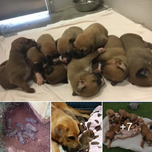 A Mother Dog’s Protective Instinct: Safeguarding Her Puppies in the Culvert for Safety