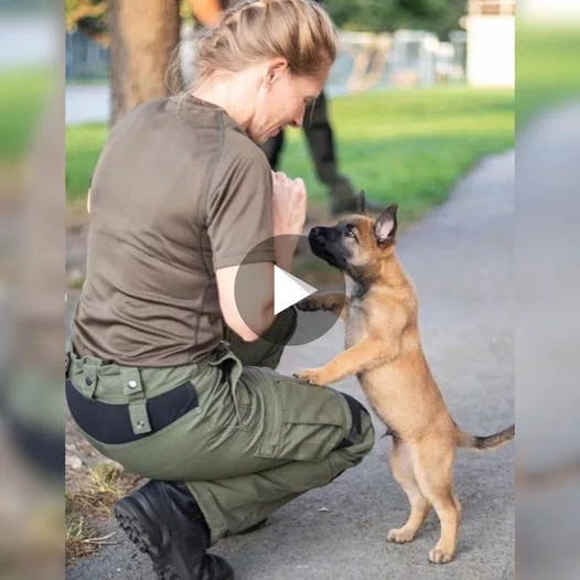 A Heartwarming Tale: Police K-9 Training Unleashes the Charms of an Adorable Canine Recruit