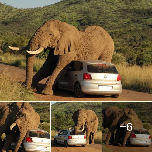 A Stirring Encounter: Tourists Stranded in Their Vehicles as Elephant Creates Significant Disruption