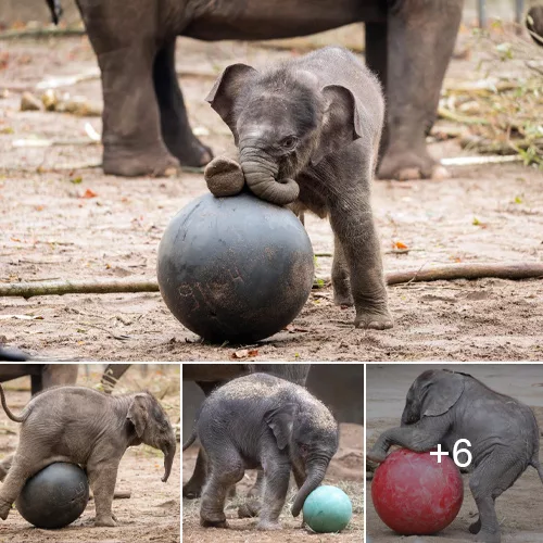 Enchanting Moments Captured: Heartwarming Footage of Baby Elephants Playfully Interacting with Balls