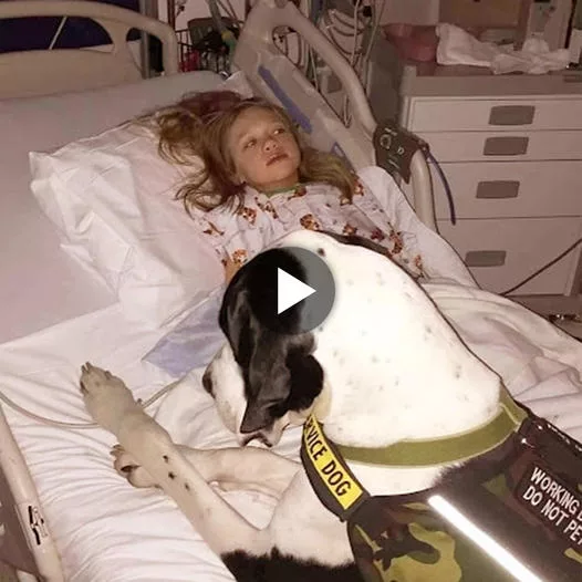 Healing Paws: Unconditional Love and Support of a Loyal Dog for a Courageous Young Woman During Hospital Visits