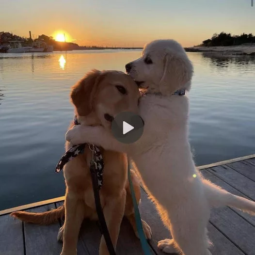 Defying Rejection: The Touching Tale of Two Dogs Embracing for Comfort Creates Global Resonance