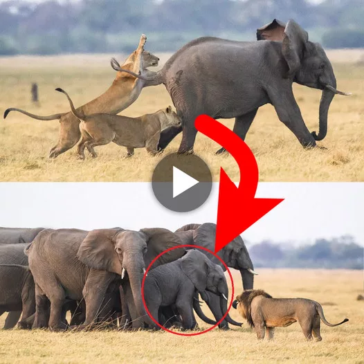 Indestructible Bonds: The Powerful Display of Unity Among Elephants as They Shield Their Vulnerable Young (Video)