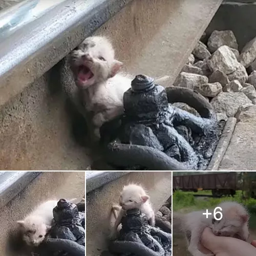 Heartwarming: A Rescuer Saves an Abandoned Kitten Crying on Train Tracks