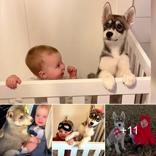 Surprising Discovery: Parents Find Husky Dog in Baby’s Crib
