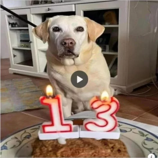 Celebrating the Tearful Birthday of an Elderly Dog: A Touching Tribute to 13 Years of Life and Love