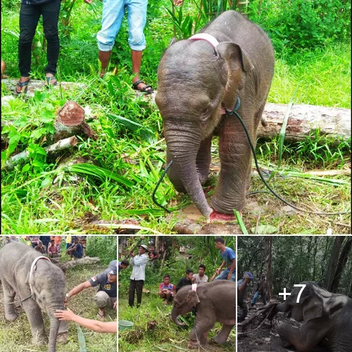 Rescuing a Young Elephant: Unraveling the Mystery Behind a Deep Leg Wound That Plunged the Calf into Agony (Video)