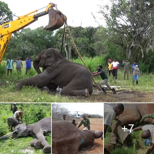 A Heartrending Call of Desperation: Young Elephant’s Cry for Help Echoes as Mother Elephant’s Journey Meets a Miraculous Turn (Video)