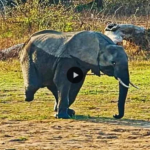 Heartrending Plight of a Three-Legged Elephant Learning to Walk: A Tale of Resilience and Compassion