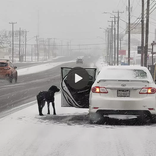 A Heartrending Scene: Abandoned Dog Chases After a Speeding Car on a Frigid Overpass, Begging for Rescue in the Biting Cold