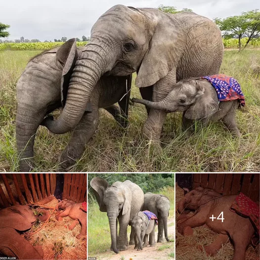 Heartwarming Bonds: Orphaned Baby Elephant Finds a Surrogate Family Among Elderly Companions