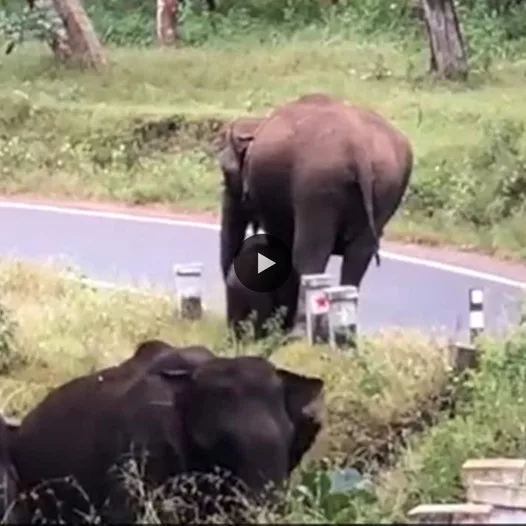 A Touching Scene: Mother Elephant Safely Guides Her Calf Across the Road