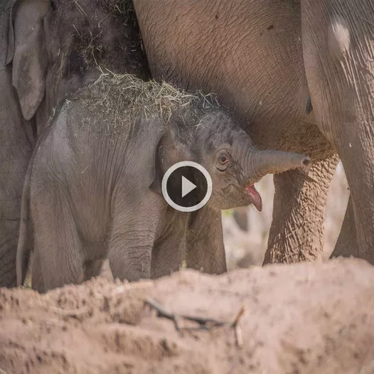 Three Months Overdue, but Worth the Wait: Chester Zoo Elephant Gives Birth to Healthy Calf After Extended Pregnancy