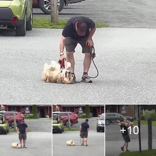 Playful Defiance: Unyielding Golden Retriever Refuses to Budge from Playtime