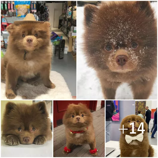 From Abandoned to Adored: The Instagram Star Pomeranian Challenging Size Stereotypes