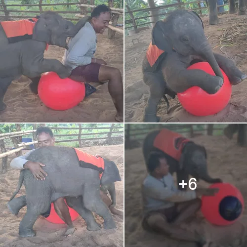 Hilarious Video: Playful Baby Elephant Throws a Playful Tantrum Over Missed Ball Game