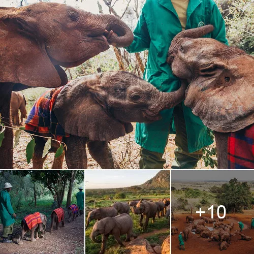 Unwavering Care Around the Clock: Rescued Elephant Calves Find Comfort and Support at Nairobi National Park Nursery