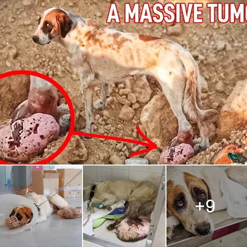 A Plea for Help: The Struggle of a Dog with a Debilitating Leg Tumor