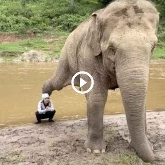 Captivating Moments: Adorable Elephant Strikes Memorable Poses in a Heartwarming Photoshoot with Its Owner