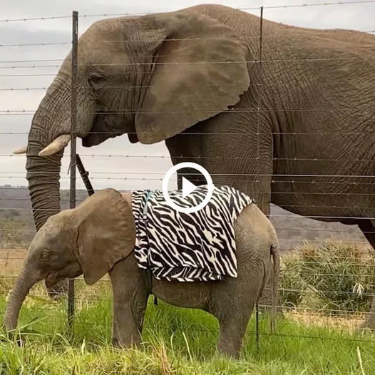 A Heartfelt Reunion After 10 Years: A Touching Tale of Mother and Child Elephants