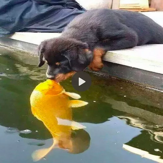 Heartwarming Marvel: Sweet Kiss from a Dog to a Fish Friend Melt Millions of Hearts at First Meeting
