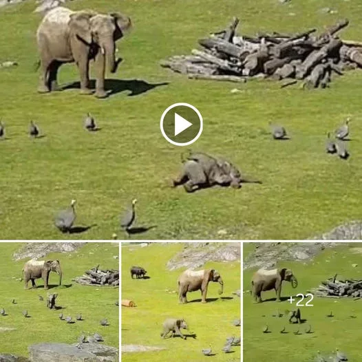 Joyful Adventures of a Playful Baby Elephant: Chasing Birds, Tumbling Around, and Heartwarming Reunion with Mother (VIDEO)