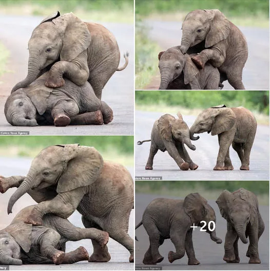 Adorable and Playful: Witnessing Young Elephants Frolicking in Kruger National Park