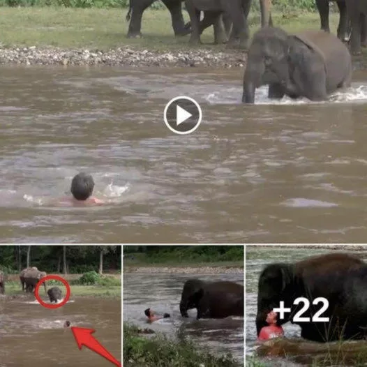 Heartwarming Moment: Baby Elephant Rescues Comrade from Drowning in a Touching Act of Kindness