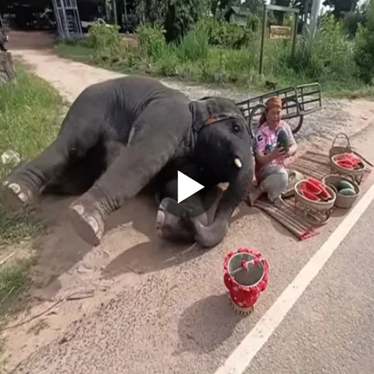 Enchanting Video: Playful Elephant Caught Red-Handed Stealing Watermelon, Expresses Adorable Remorse!
