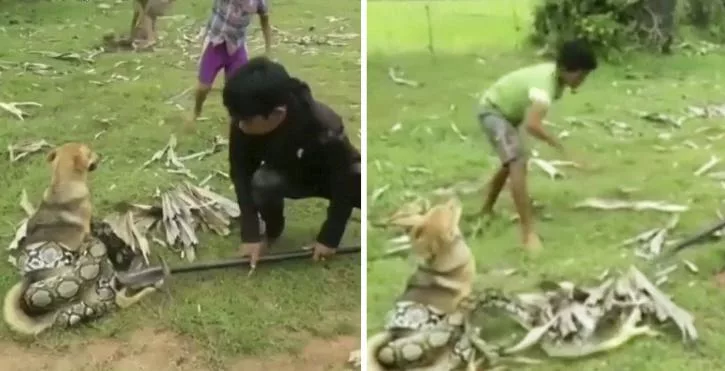 “Heroic Trio of Boys Defend Beloved Pet Dog Against Snake Attack”
